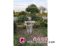 金叶卫矛 金叶卫矛造型树 东北景观树基地 韩朝霞苗木图1