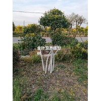 金叶卫矛 金叶卫矛造型树 东北景观树基地 韩朝霞苗木