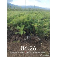 冷杉苗 裸根冷杉苗销售 东北冷杉基地 鑫野红豆杉科技