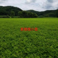 紫穗槐-基地直发-超低价省28%-包送保成活-辽宁旺达苗木