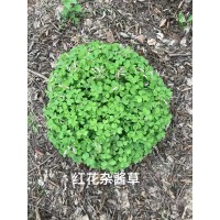 紫叶醡浆草、醡浆草苗大量供应 草花销售 毅博麦冬草销售