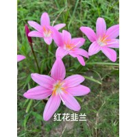 红花韭兰 白花葱兰 多用于园林绿化 花海景观湿地栽植 毅博麦冬草基地