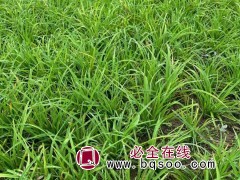 萱草