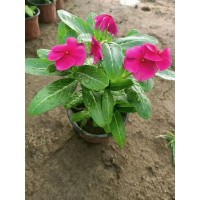 垂吊牵牛 矮牵牛杯苗 花色丰富艳丽 城市花坛摆花 众森花卉