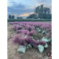 抗碱耐旱工程花海 粉黛乱子草 观赏杯苗 庭园造景 众森花卉