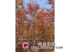 美国红枫 规格齐全 现货直发 秋火焰 观赏行道红枫树 水中花图1