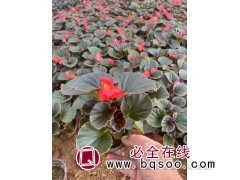 四季海棠盆栽 绿化工程用小苗 观赏价值高 花境点缀 润森花卉图1