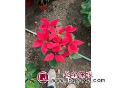 一品红 公园植物 一品红杯苗工程 花叶艳丽 产地供 润森花卉图1