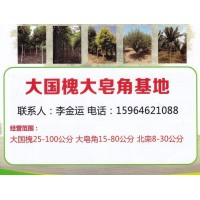 国槐树 大规格国槐销售 国槐行道树 菏泽大国槐基地