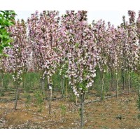 西府海棠 菏泽西府海棠基地 海棠树价格 东青苗木种植基地