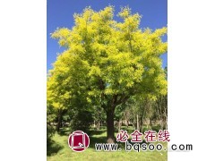 国槐树 金叶国槐基地 金枝国槐 山东国槐行道树 菏泽起运苗木图1