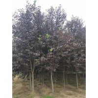 紫叶李 山东红叶李 品质一级 根系发达植株健壮 御景苗木