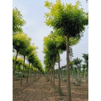 金叶槐 大量出售 高杆矮干 山东园林工程苗 规格全 未来苗木