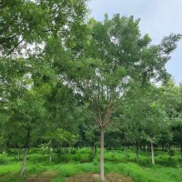 国槐 8-20公分 露天栽培 基地直发 易成活 庭院行道树