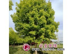 优质树种 金叶白蜡 道路别墅绿化栽植 树形美观 规格齐全图1