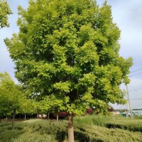 优质树种 金叶白蜡 道路别墅绿化栽植 树形美观 规格齐全