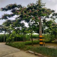 12公分合欢树 绿化苗木乔木 园林行道树 防护树 耐寒耐旱