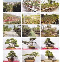 黄杨盆景-黄杨造型树-合肥黄杨盆景销售-众森林苗木