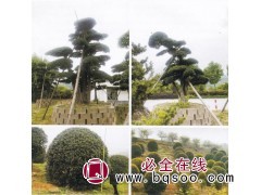 榆树 榔榆 造型树木 小区庭院观赏性绿化植物 东吴园林绿化图1