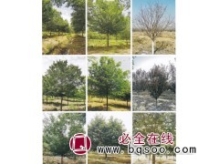 丛生朴树 六杆大冠 树形饱满 6-10cm朴树 琦景园林景观图1