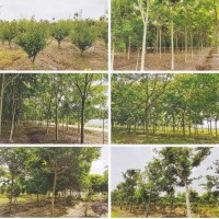 无患子 15公分无患子 植树造林 景观绿化工程 鑫翔市政绿化