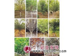绚丽海棠 耐寒耐旱 高杆绚丽垂丝海棠 规格齐全 景丰园林图1