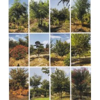 娜塔栎 适应性强 生态环境林荒山绿化苗 安徽巍清景观园艺