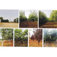 南栾树出售中 视频看树 苗圃基地在售 肥西县吉缘生态园林