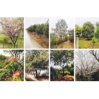 樱花 景区绿化城镇公路行道树 2-18公分日本樱花 皓轩苗木