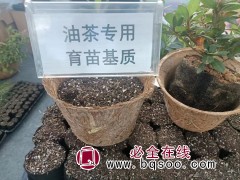 扦插育苗一站式容器-油茶专用育苗基质-金飞弘育苗材料图1