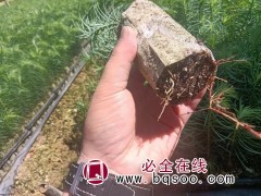 育苗基质 穴盘专用育苗土-基质土-育苗土-金飞弘育苗材料图1