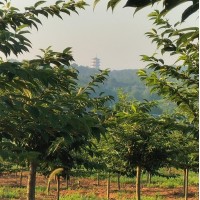 樱花树 樱花价格 河南樱花基地 樱花 郑州荥美农林科技有限公司