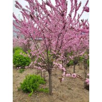 长期观赏用红梅 园林景观用红梅花树 树形优美 锐晗苗圃