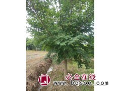 落叶乔木鸡爪槭 道路绿化风景树 观叶植物 树形优美 南星苗木图1