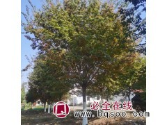 朴树 榉树 工程行道树绿化用 树形优美 易管理 南星苗木场图1