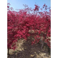 日本红枫 鸡爪槭 园林风景树 本地移栽苗 分枝点一致 冠幅饱满 南星苗木场