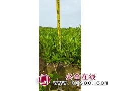 桐花-木榄-秋茄-白骨壤-红树林-水生植物-田园水生植物场图1