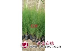 青海苗木 红柳价格 造林苗销售 大通录英林业有限公司图1