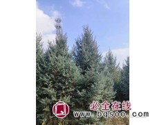云杉-云杉苗-西北造林苗-云杉造型树价格-大通录英林业图1