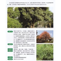 黄连木 黄连木小苗 山东园林绿化苗 泗水县泉苗兴发合作社