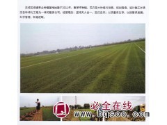 早熟禾-高羊茅-混播草-剪股颖-果岭草-河北草坪-绿通草业图1
