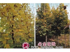 挪威槭-秋日梦幻红枫-挪威槭-狄波拉-青州昌泽花卉苗木图1