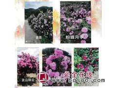 国壮花卉种植园出售抗寒月季、蔷薇、天山霞光图1