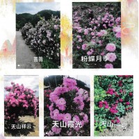 国壮花卉种植园出售抗寒月季、蔷薇、天山霞光