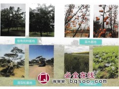 糖槭-皂角-白蜡-国有阜蒙县大巴林场-山东苗木图1