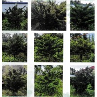 抚顺市聚仁园艺主营各种规格红豆杉，红豆杉盆景