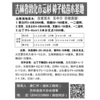 青白扦3-6米3000株 东北苗木 敦化云杉樟子松基地