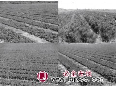 赤松 赤松小苗 沙漠治理 赤松绿化苗 绥中县水口林场图1