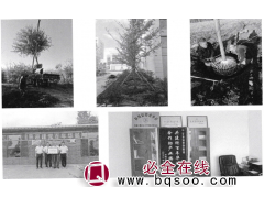 丹东银杏-园林绿化-银杏行道树-银杏-万森苗木种植专业合作社图1
