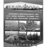 红松-红松树价格-东北绿化苗木-凤城市种苗繁育中心